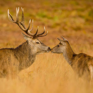 Meet your Posher, Kira